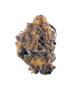 Buy Purple Kush